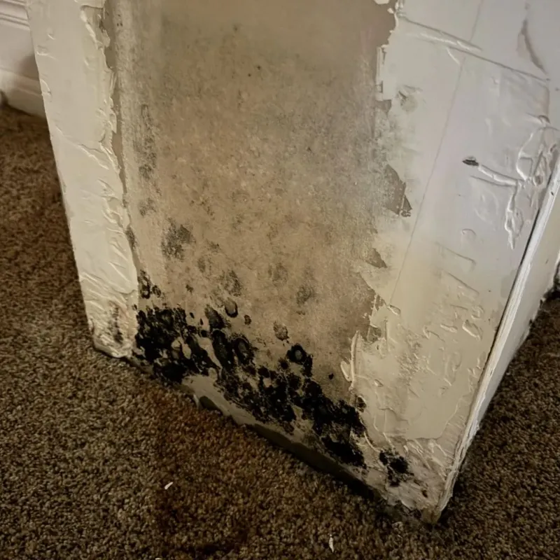 Professional Mold Removal in Pasadena, CA